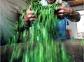 石阡短视频制作团队 贵州石阡：非遗工坊炒出致富茶香